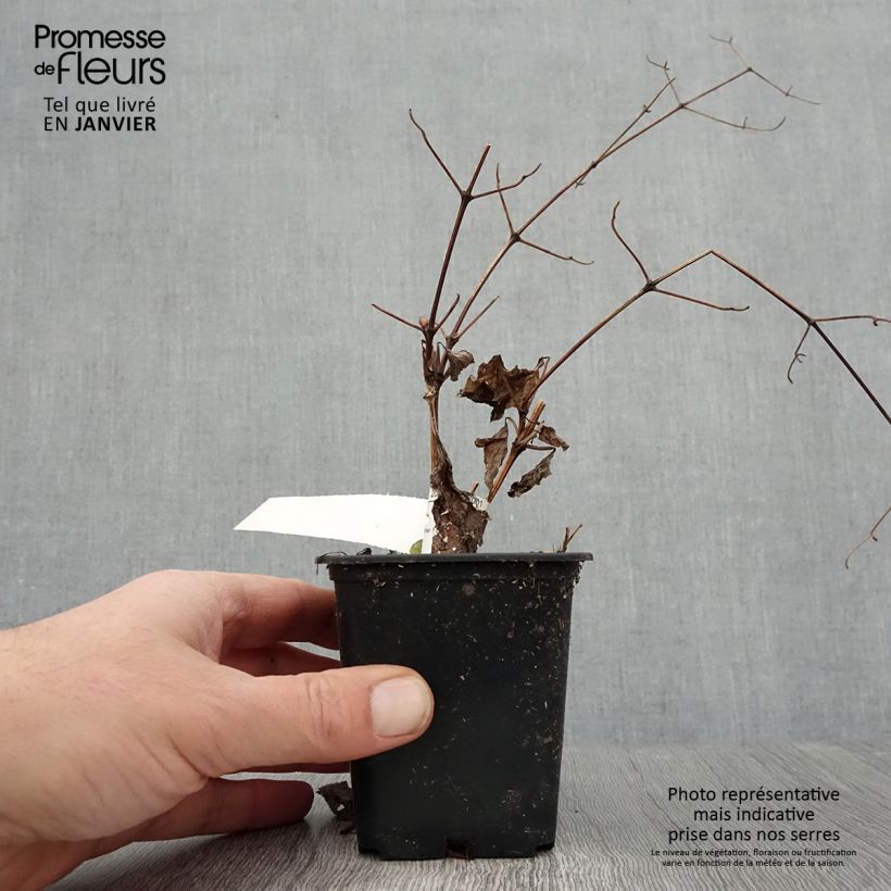 Clematis Blekitny aniol - Clematide Vasetto da 8/9 cm esemplare consegnato in inverno