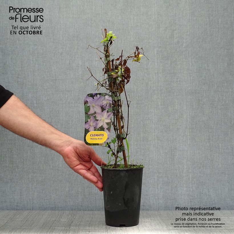 Esemplare di Clematis Blekitny aniol - Clematide Vaso da 1,5L/2L come consegnato in autunno