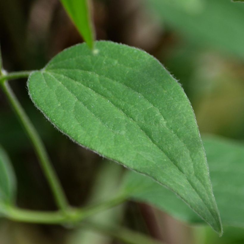 Clematis Blue pirouette - Clematide (Fogliame)