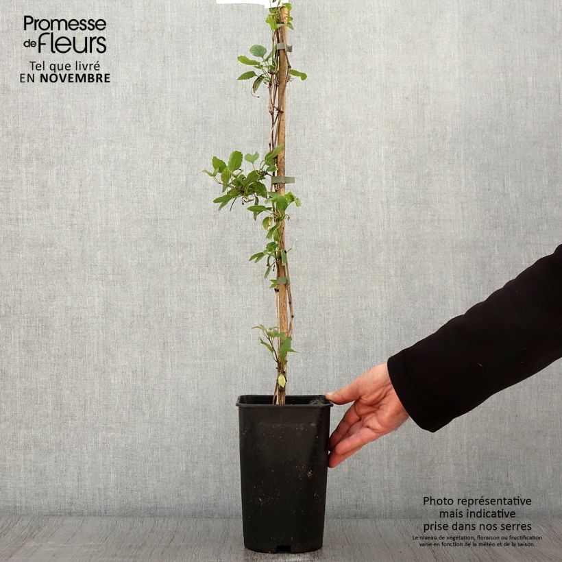 Esemplare di Clematis cirrhosa Wisley Cream Vaso da 2L/3L come consegnato in autunno
