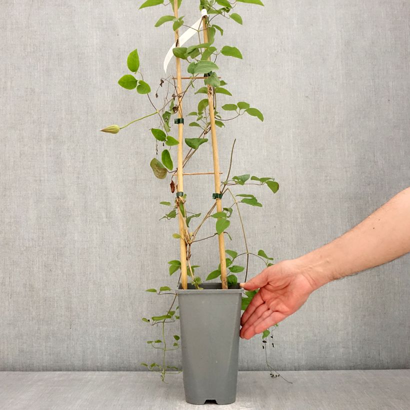 Clematis Abilène - Clematide Vaso da 2L/3L esemplare consegnato in primavera