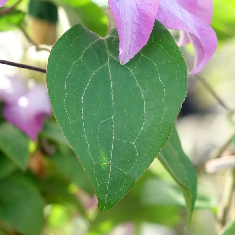 Clematis Abilène - Clematide (Fogliame)