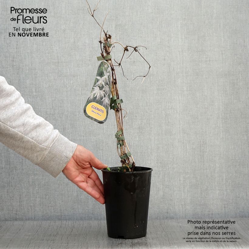Esemplare di Clematis alpina Plena - Clematide Vaso da 2L/3L come consegnato in autunno