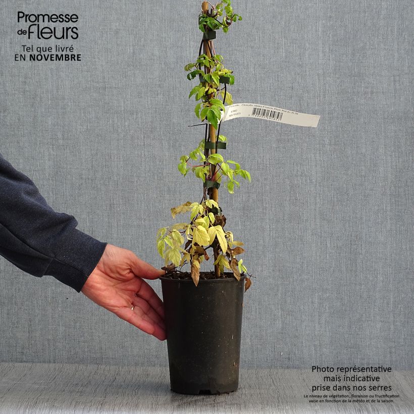 Esemplare di Clematis Francis Rivis - Clematide Vaso da 2L/3L come consegnato in autunno