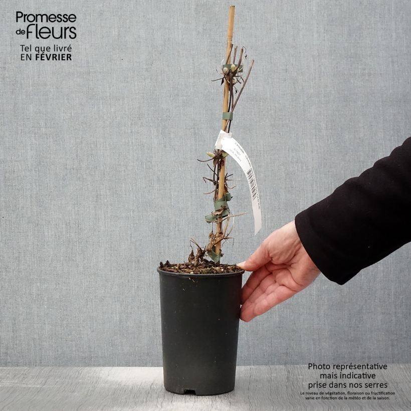 Clematis Francis Rivis - Clematide Vaso da 2L/3L esemplare consegnato in inverno