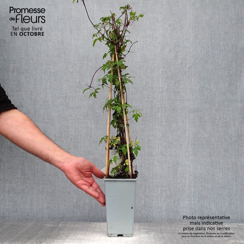 Esemplare di Clematis alpina - Clematide alpina Vaso da 2L/3L come consegnato in autunno