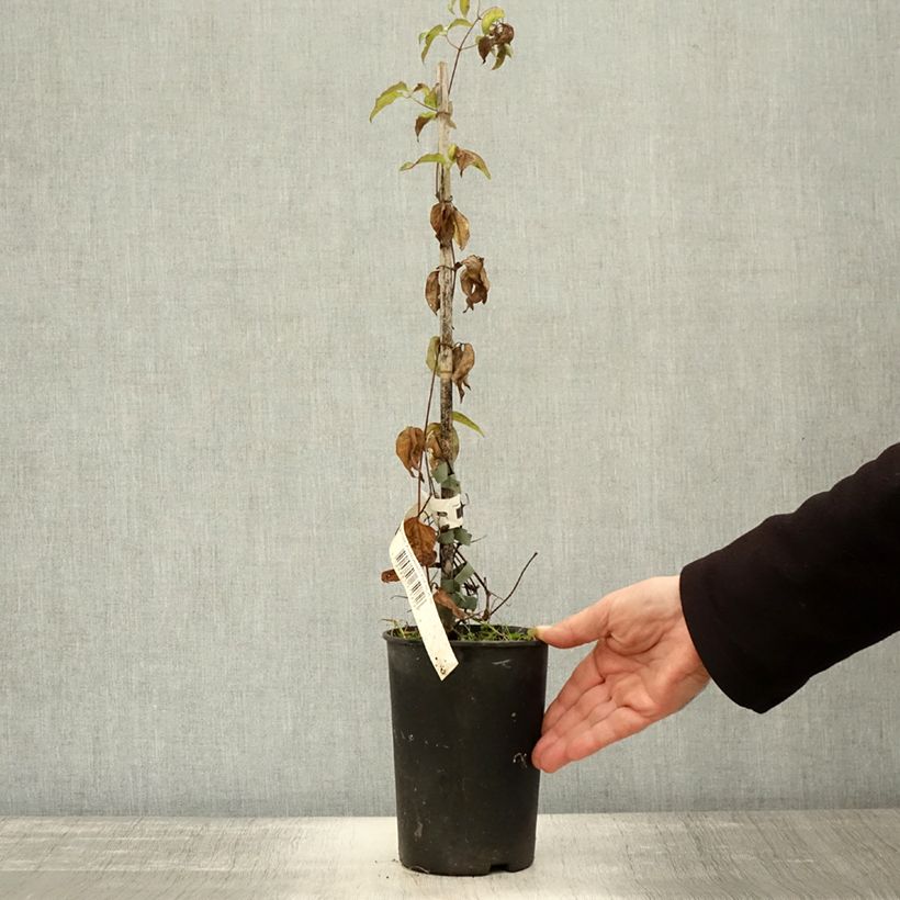 Esemplare di Clematis Andromeda - Clematide Vaso da 2L/3L come consegnato in autunno