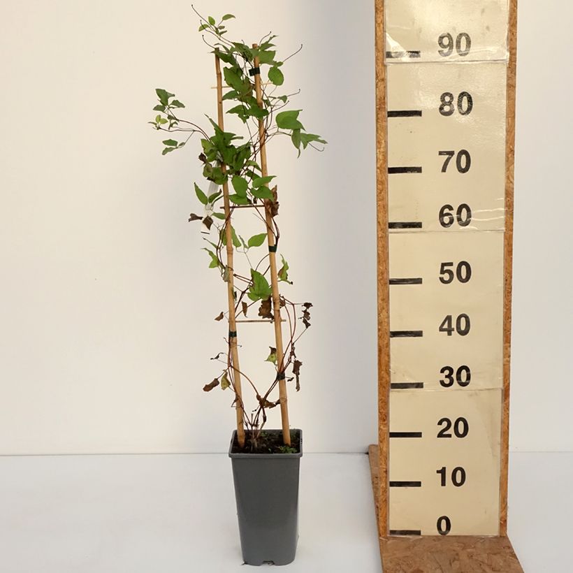 Esemplare di Clematis Anna Louise Evithree - Clematide Vaso da 3L/4L come consegnato in autunno