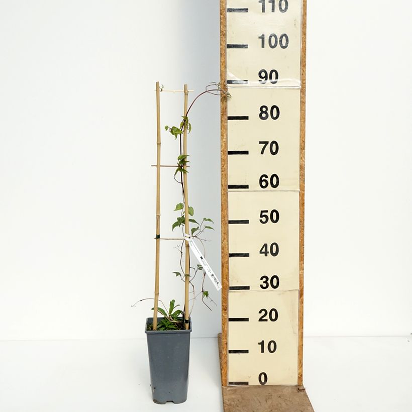 Clematis Anna Louise Evithree - Clematide Vaso da 3L/4L esemplare consegnato in primavera