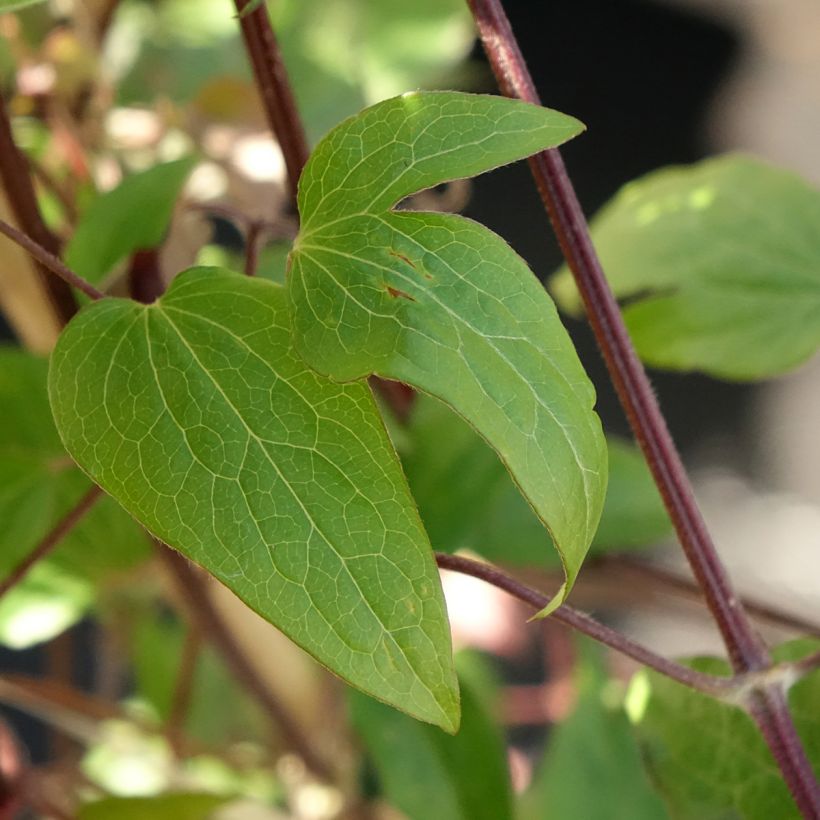 Clematis Anna Louise Evithree - Clematide (Fogliame)