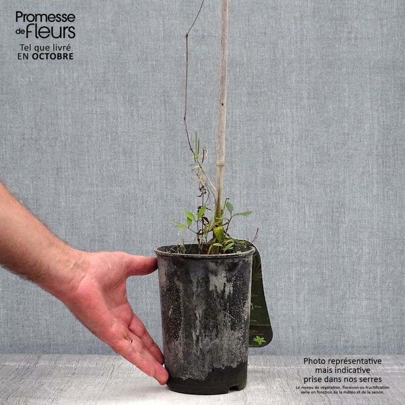 Esemplare di Clematis Annabella - Clematide Vaso da 2L/3L come consegnato in autunno