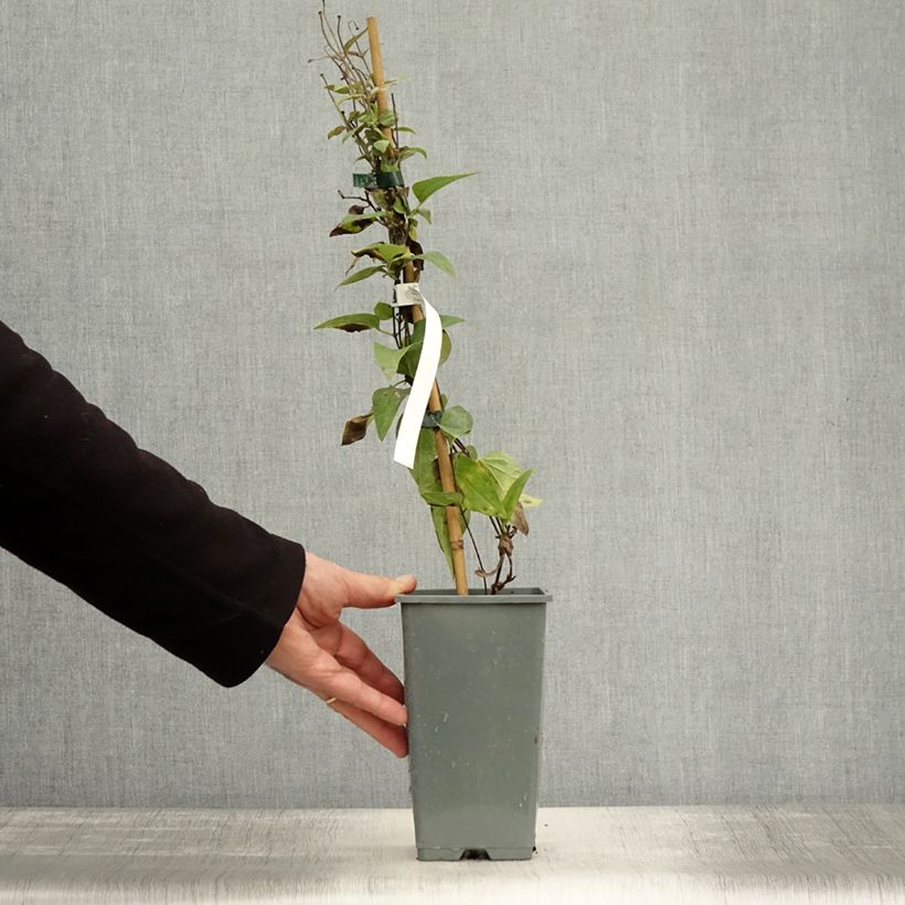 Esemplare di Clematis Arabella - Clematide Vaso da 1,5L/2L come consegnato in autunno