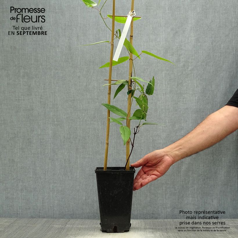 Esemplare di Clematis armandii Hendersonii Rubra Vaso da 2L/3L come consegnato in autunno