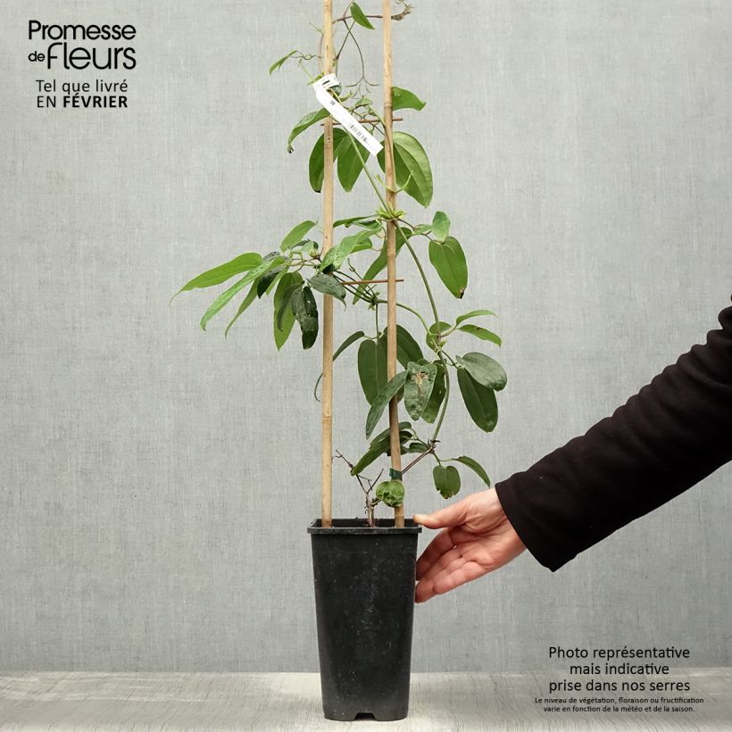 Clematis armandii Hendersonii Rubra Vaso da 2L/3L esemplare consegnato in inverno