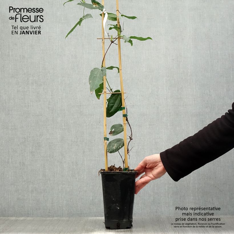 Clematis armandii Little White Charm Vaso da 2L/3L esemplare consegnato in inverno