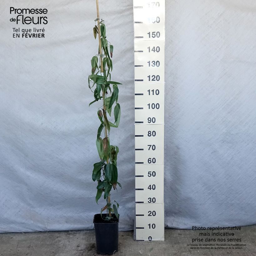 Clematis armandii - Clematide Vaso da 4L/5L esemplare consegnato in inverno