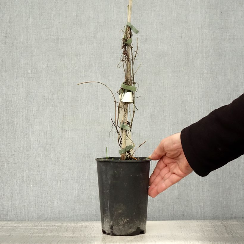 Esemplare di Clematis Asao - Clematide Vaso da 2L/3L come consegnato in autunno