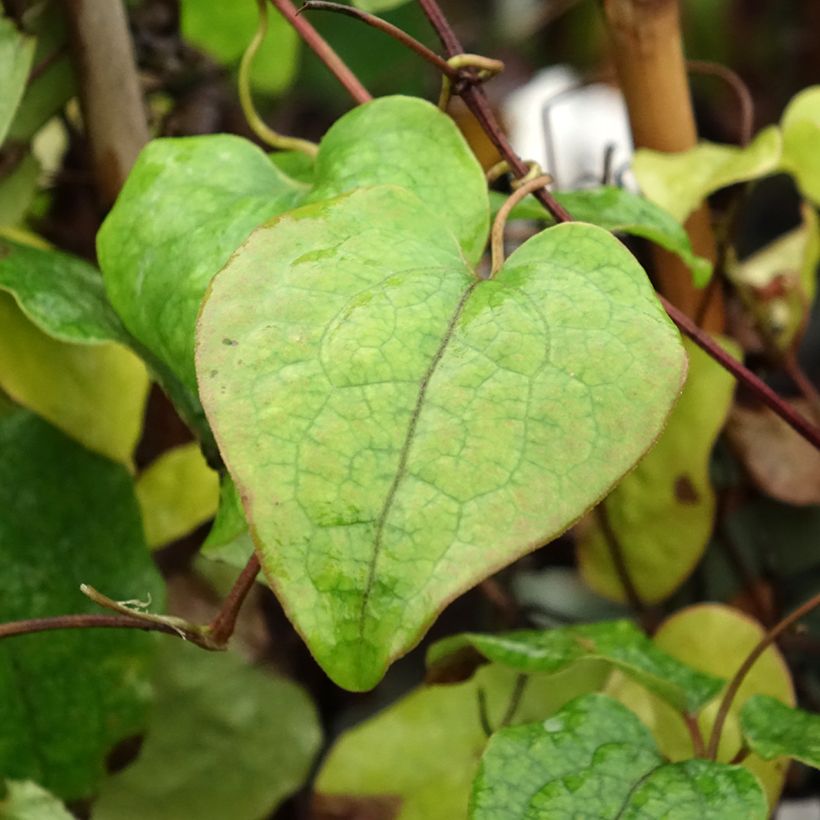 Clematis Asao - Clematide (Fogliame)