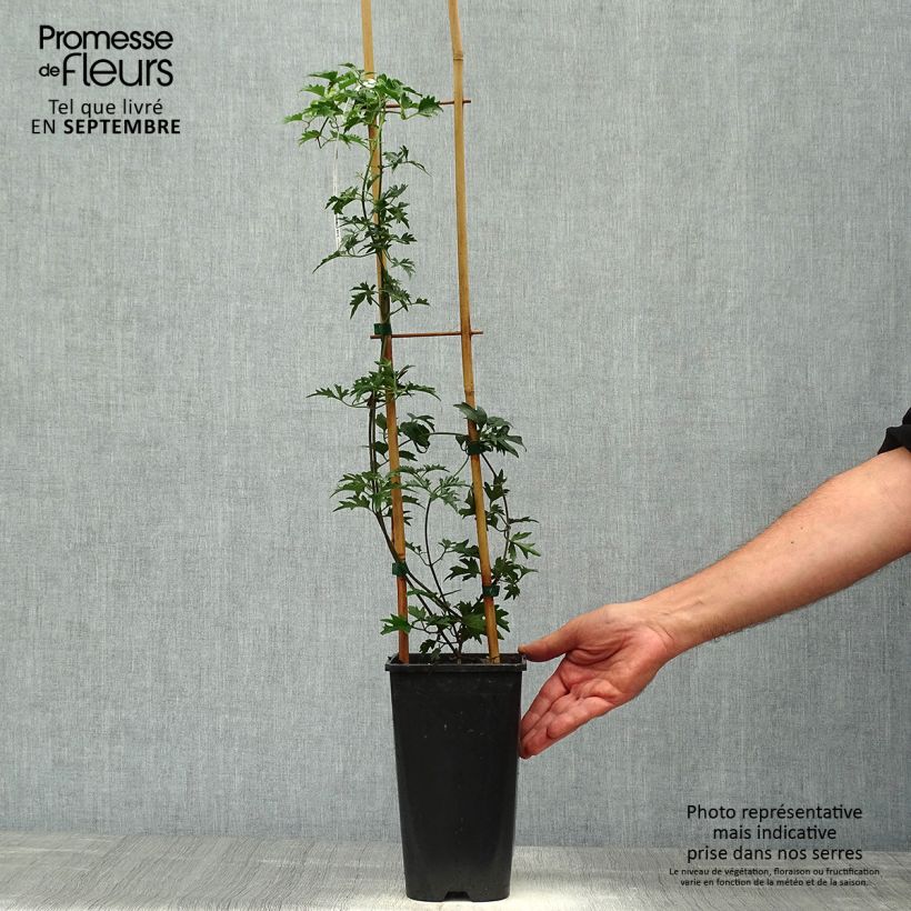 Esemplare di Clematis Avalanche - Clematide Vaso da 2L/3L come consegnato in autunno