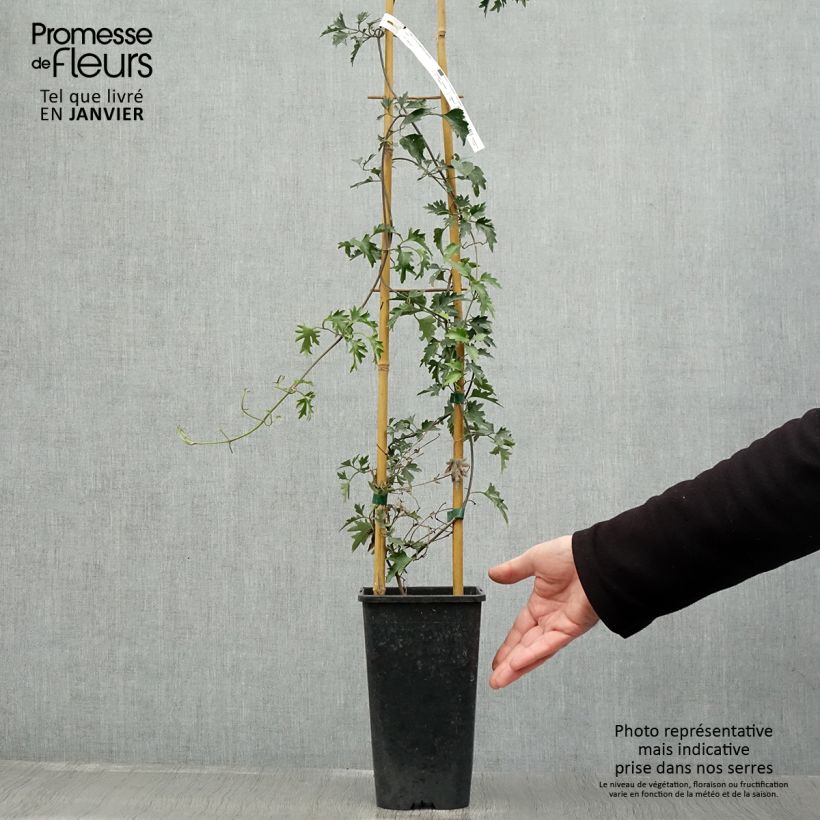 Clematis Avalanche - Clematide Vaso da 2L/3L esemplare consegnato in inverno