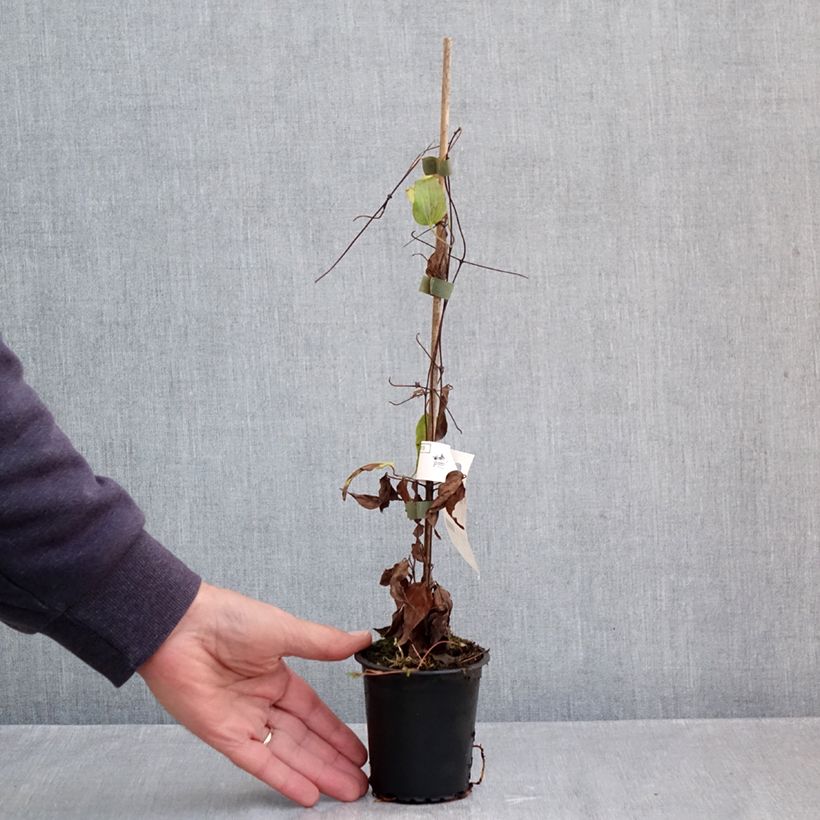 Esemplare di Clematis Barbara Harrington - Clematide Vasetto da 8/9 cm come consegnato in autunno