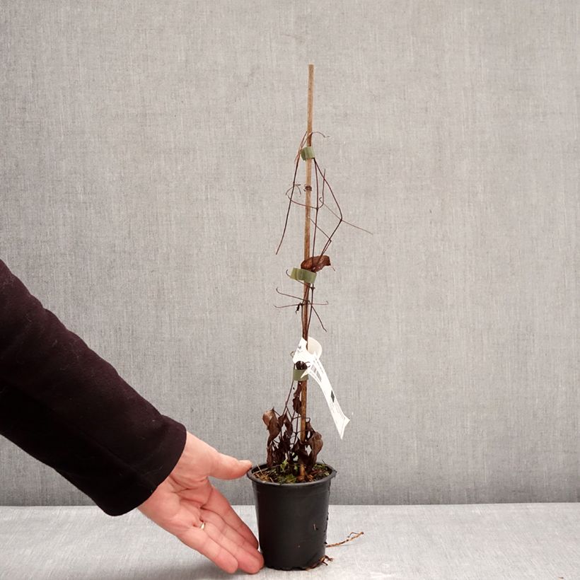 Clematis Barbara Harrington - Clematide Vasetto da 8/9 cm esemplare consegnato in inverno