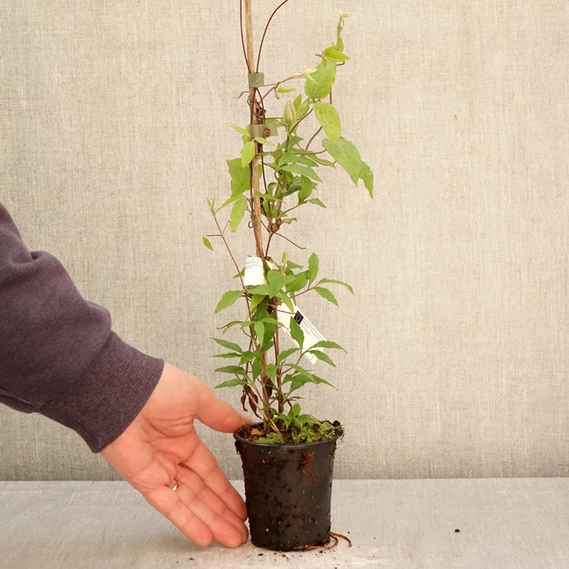 Clematis Barbara Harrington - Clematide Vasetto da 8/9 cm esemplare consegnato in primavera