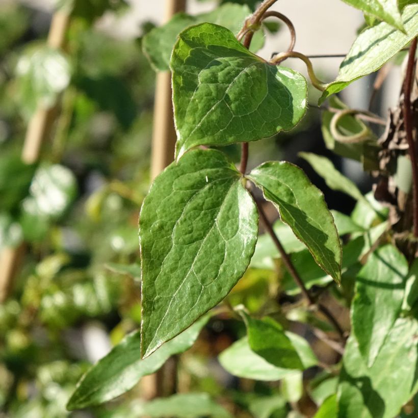 Clematis Barbara Harrington - Clematide (Fogliame)