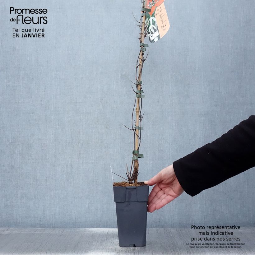 Clematis Beautiful Bride - Clematide Vaso da 2L/3L esemplare consegnato in inverno