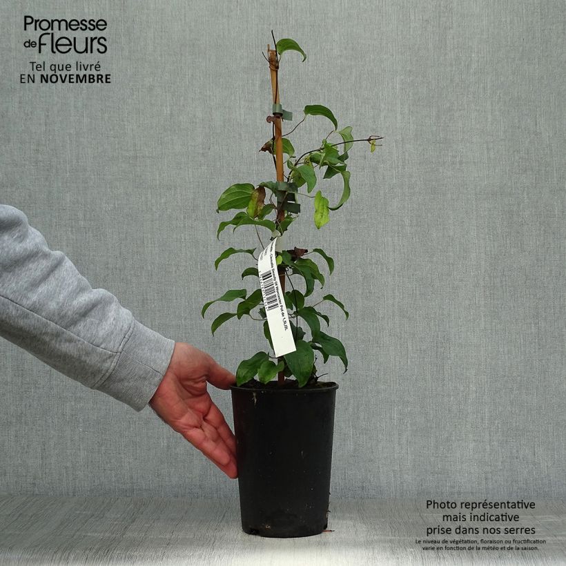 Esemplare di Clematis Beauty of Worcester - Clematide Vaso da 1,5L/2L come consegnato in autunno
