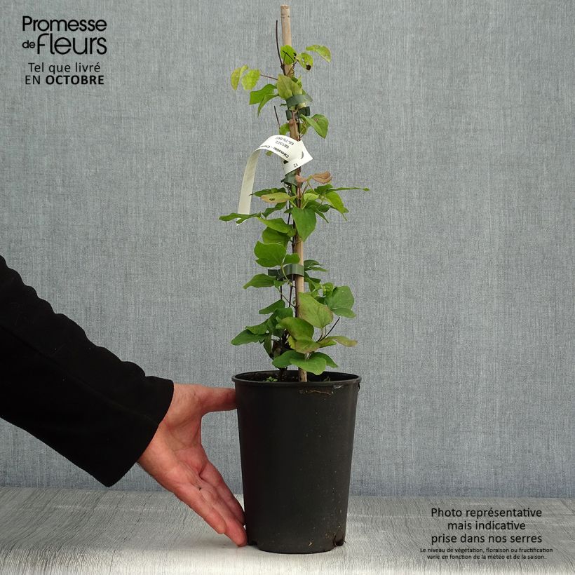 Esemplare di Clematis Blue Light - Clematide Vaso da 1,5L/2L come consegnato in autunno