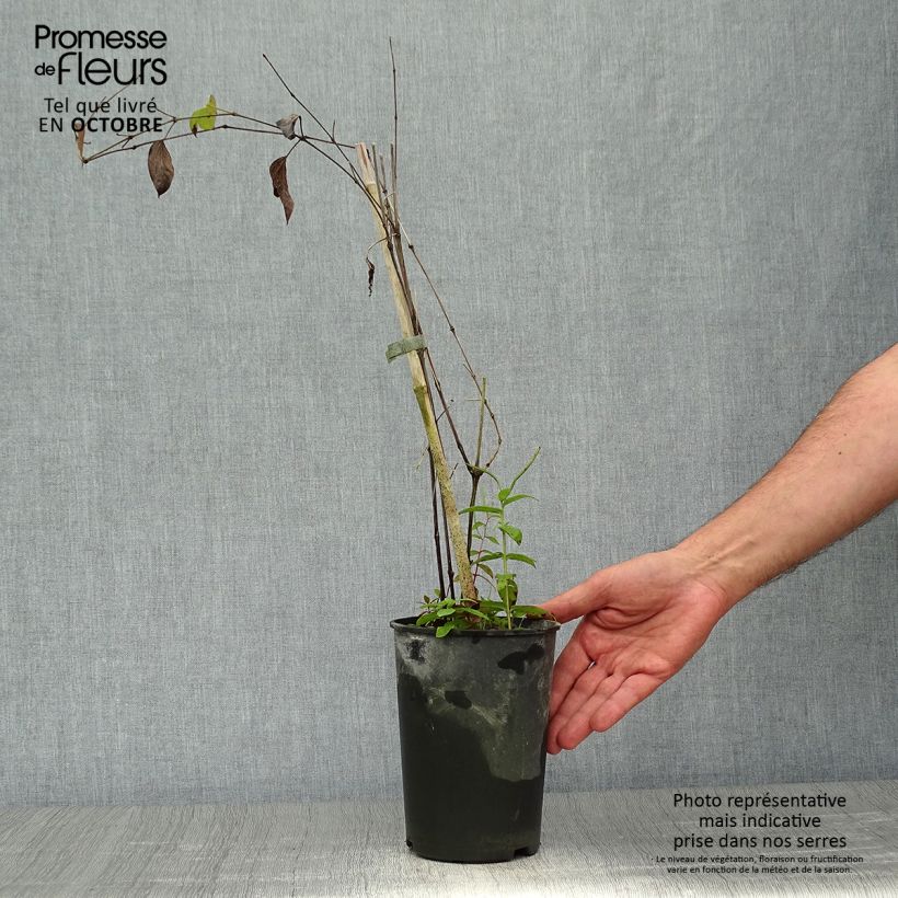 Esemplare di Clematis Blue pirouette - Clematide Vaso da 2L/3L come consegnato in autunno