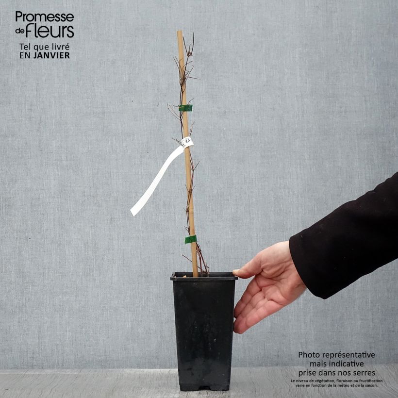 Clematis Carnaby - Clematide Vaso da 1,5L/2L esemplare consegnato in inverno