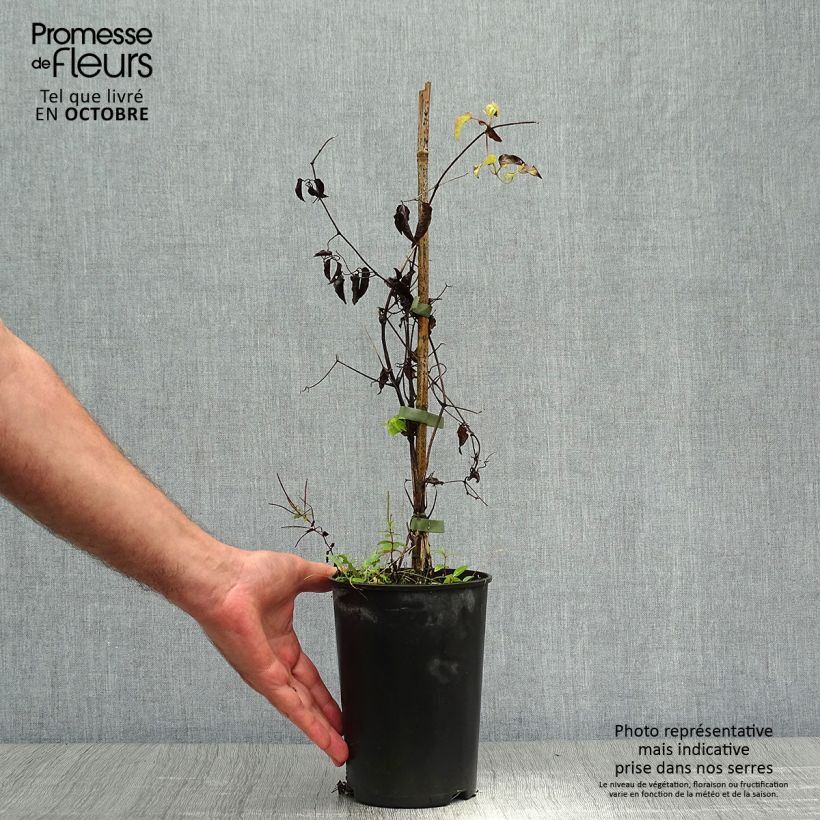 Esemplare di Clematis Caroline - Clematide Vaso da 2L/3L come consegnato in autunno
