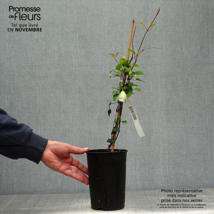 Esemplare di Clematis cirrhosa Freckles Vaso da 2L/3L come consegnato in autunno