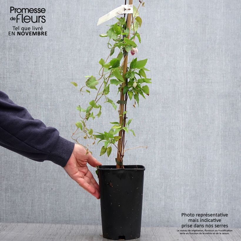 Esemplare di Clematis cirrhosa Lansdowne Gem Vaso da 2L/3L come consegnato in autunno
