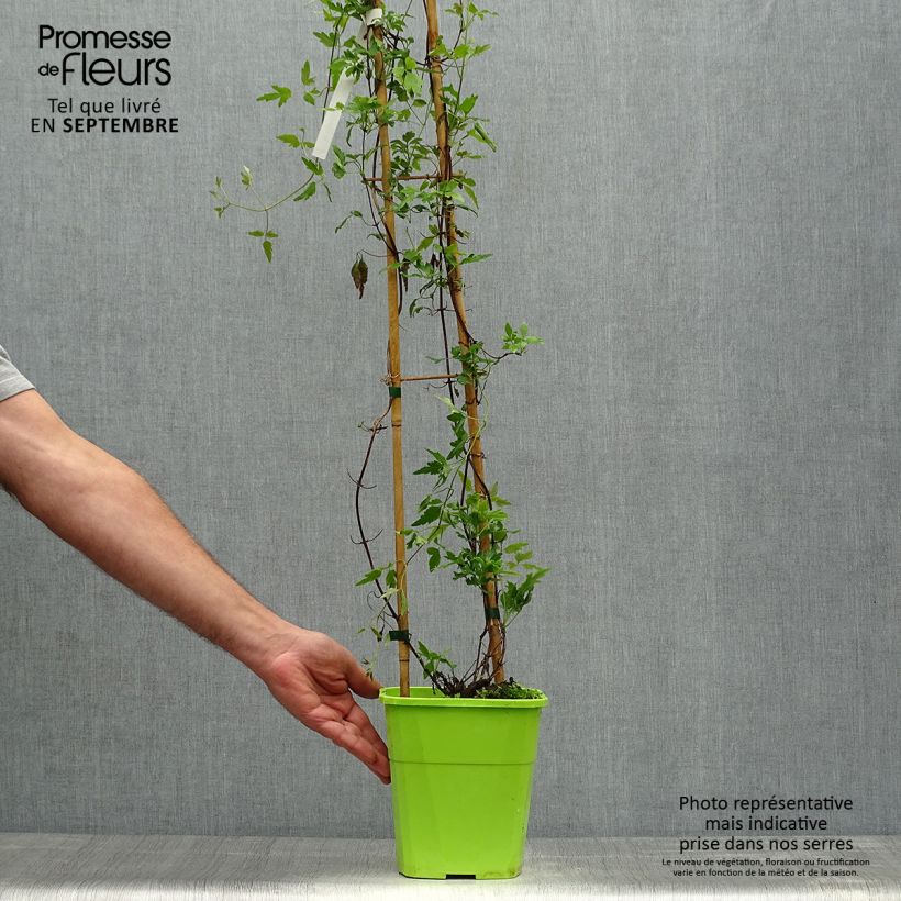 Esemplare di Clematis cirrhosa Winter Parasol Vaso da 2L/3L come consegnato in autunno