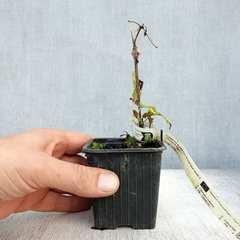 Esemplare di Clematis Comtesse de Bouchaud - Clematide Vasetto da 8/9 cm come consegnato in autunno