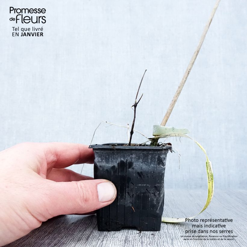 Clematis Comtesse de Bouchaud - Clematide Vasetto da 8/9 cm esemplare consegnato in inverno