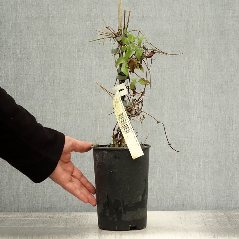 Esemplare di Clematis Comtesse de Bouchaud - Clematide Vaso da 2L/3L come consegnato in autunno