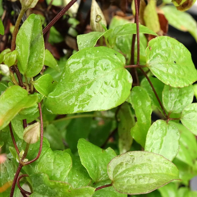 Clematis Comtesse de Bouchaud - Clematide (Fogliame)