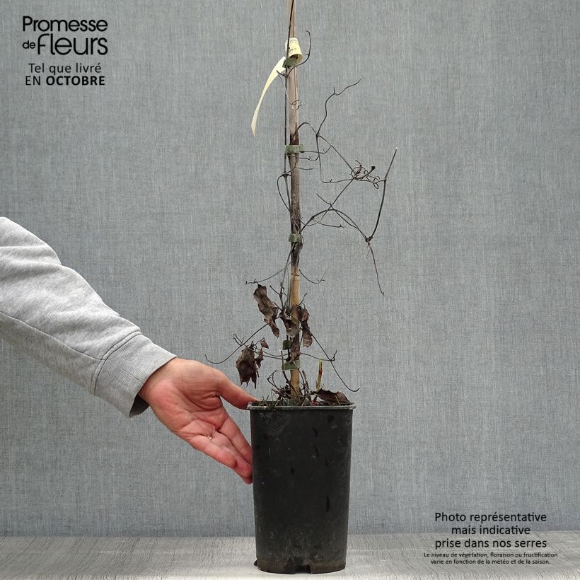 Esemplare di Clematis Crystal Fountain - Clematide Vaso da 2L/3L come consegnato in autunno