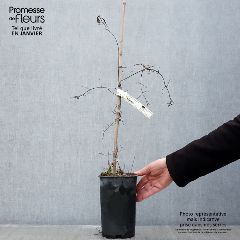 Clematis Crystal Fountain - Clematide Vaso da 2L/3L esemplare consegnato in inverno