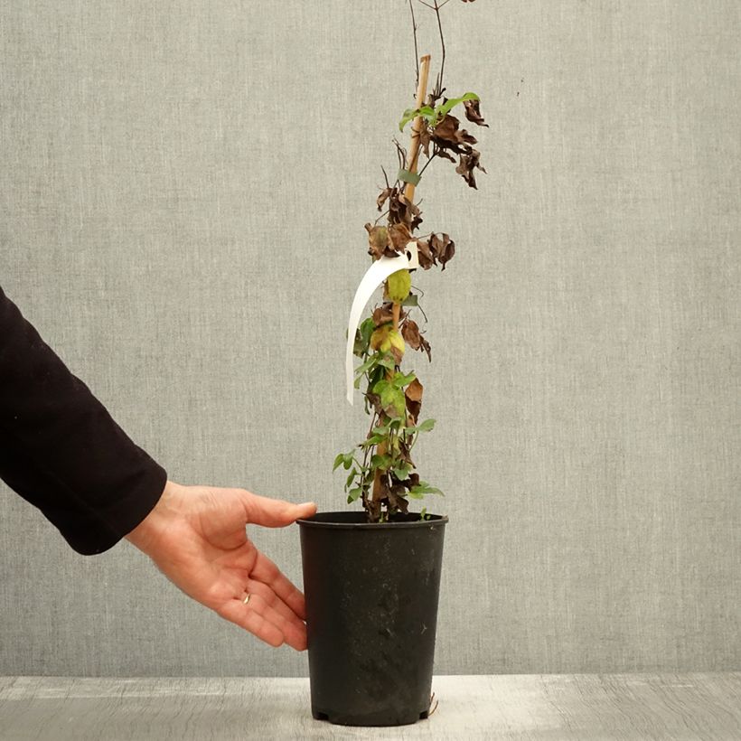 Esemplare di Clematis Destiny - Clematide Vaso da 1,5L/2L come consegnato in autunno