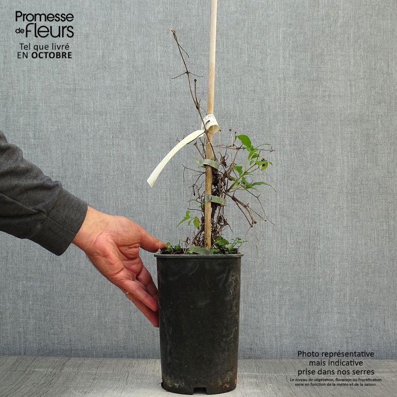 Esemplare di Clematis Diamantina - Clematide Vaso da 2L/3L come consegnato in autunno