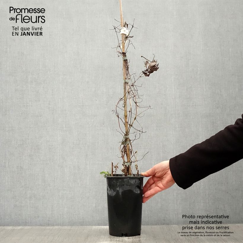 Clematis Diamantina - Clematide Vaso da 2L/3L esemplare consegnato in inverno