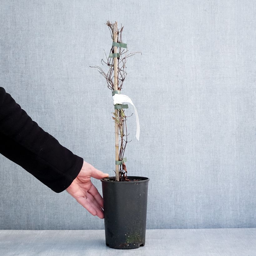 Clematis Stella Bella - Clematide Vaso da 1,5L/2L esemplare consegnato in inverno