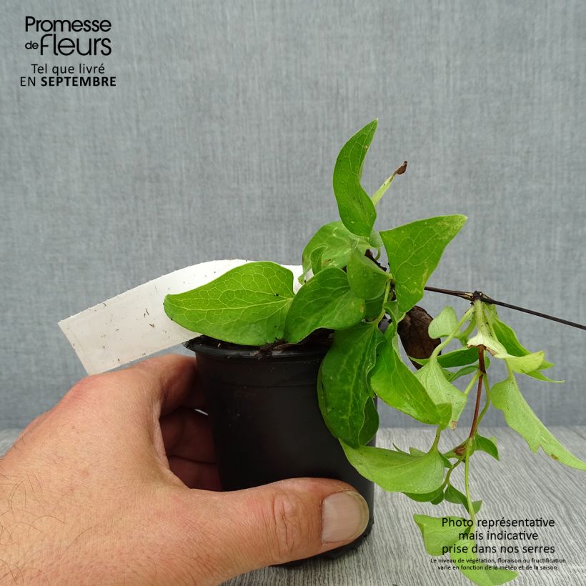 Esemplare di Clematis Docteur Ruppel - Clematide Vasetto da 8/9 cm come consegnato in autunno