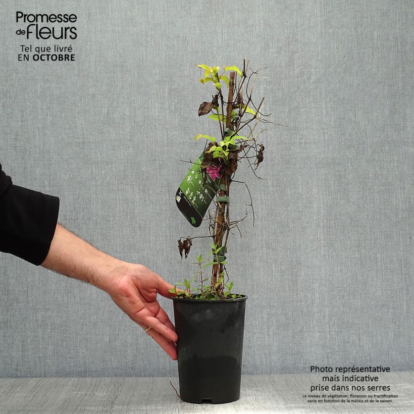 Esemplare di Clematis Docteur Ruppel - Clematide Vaso da 2L/3L come consegnato in autunno