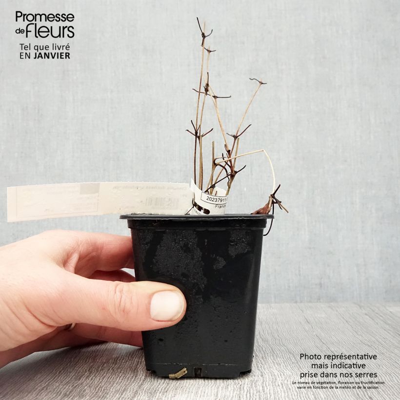 Clematis Duchess of Edinburgh - Clematide Vasetto da 8/9 cm esemplare consegnato in inverno